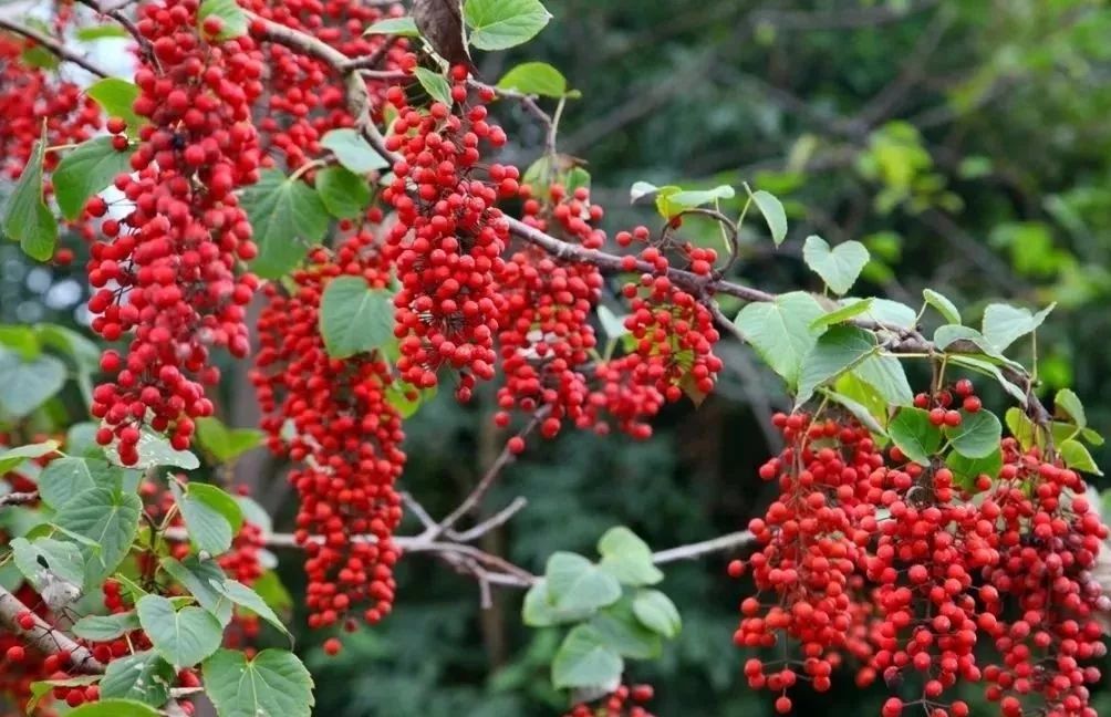 不懂山桐子育苗？？没关系。。。。。。。。。。〈恿阕钕妊г趺从酵┳用纾ㄊ挡偈忠眨