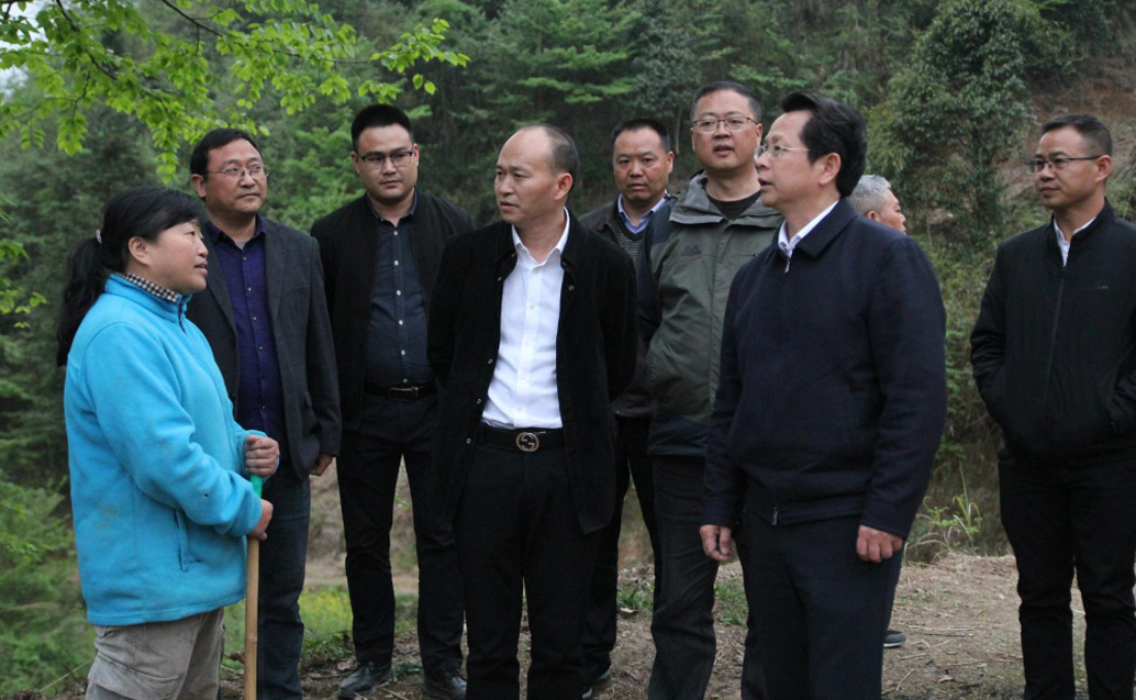 省林业局向导一行到大丰国际林业各山桐子项目地调研