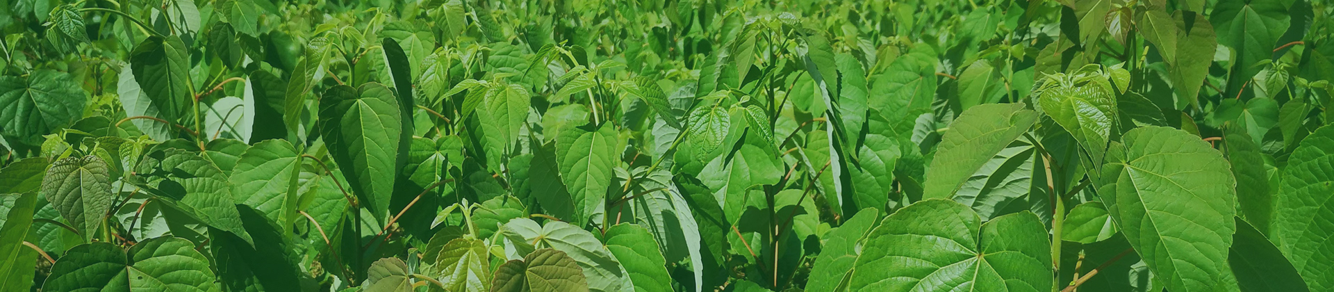 大丰国际(中国区) - 官方网站